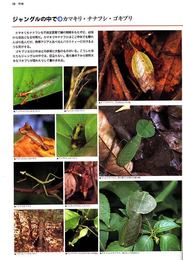 中米のカマキリ(大昆虫記より）