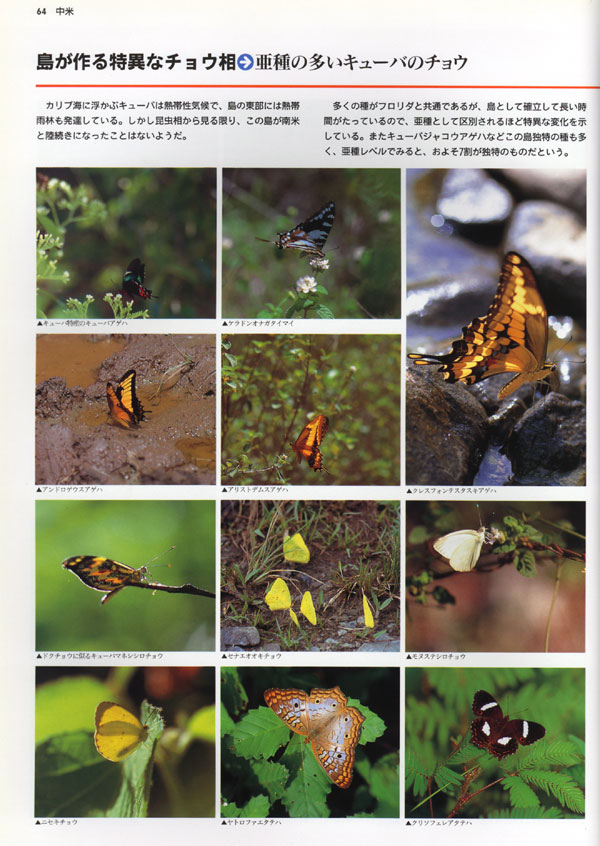 キューバのチョウ(大昆虫記より）