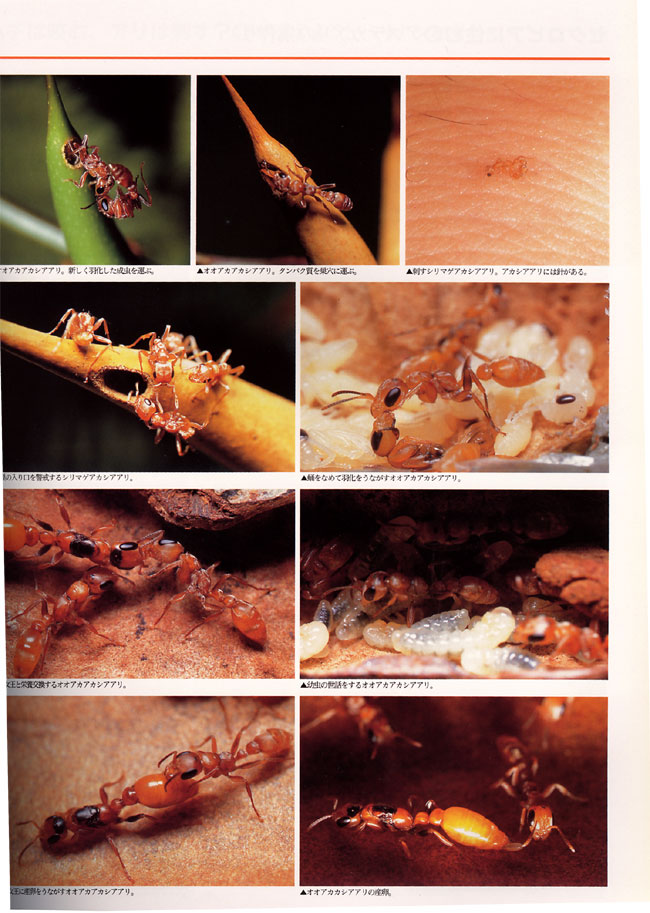 アカシアアリ(大昆虫記より）