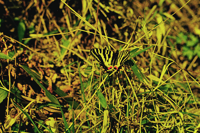 多摩丘陵（昆虫写真家への道4）