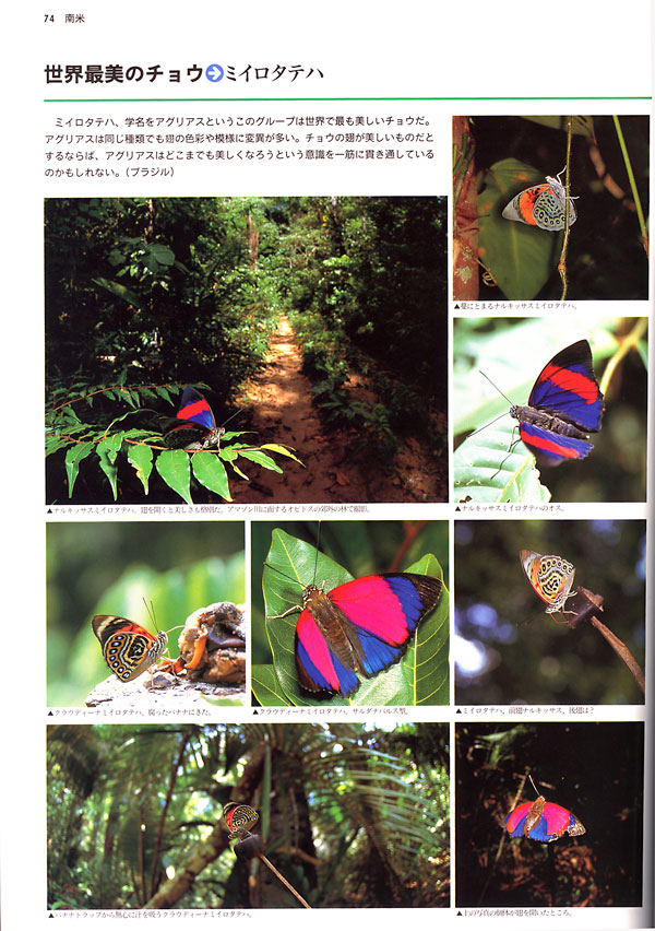 ミイロタテハ（大昆虫記より）