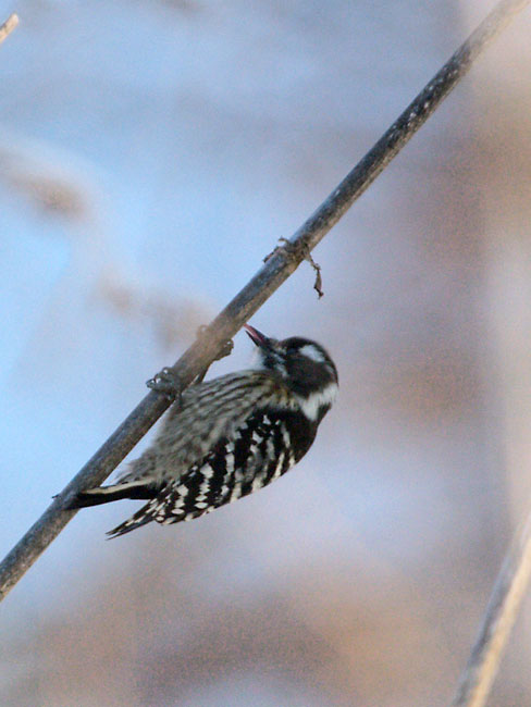虫をとるコゲラ
