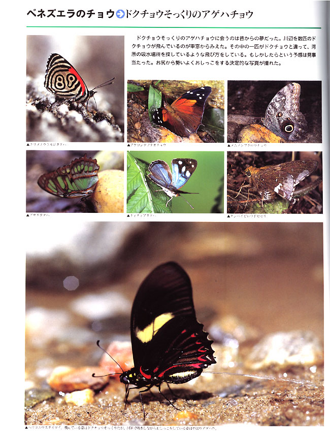 ドクチョウに似たアゲハ(大昆虫記より)