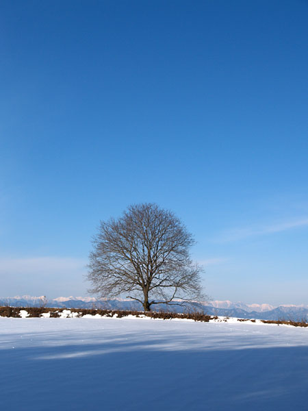 今朝のクルミの木
