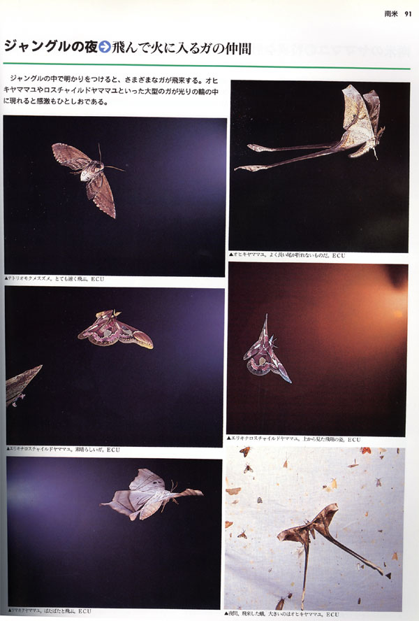 ジャングルの夜（大昆虫記より)