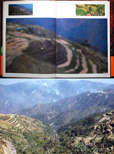 ベンゲットアゲハ（昆虫写真家への道6）