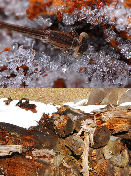 オツネントンボの越冬