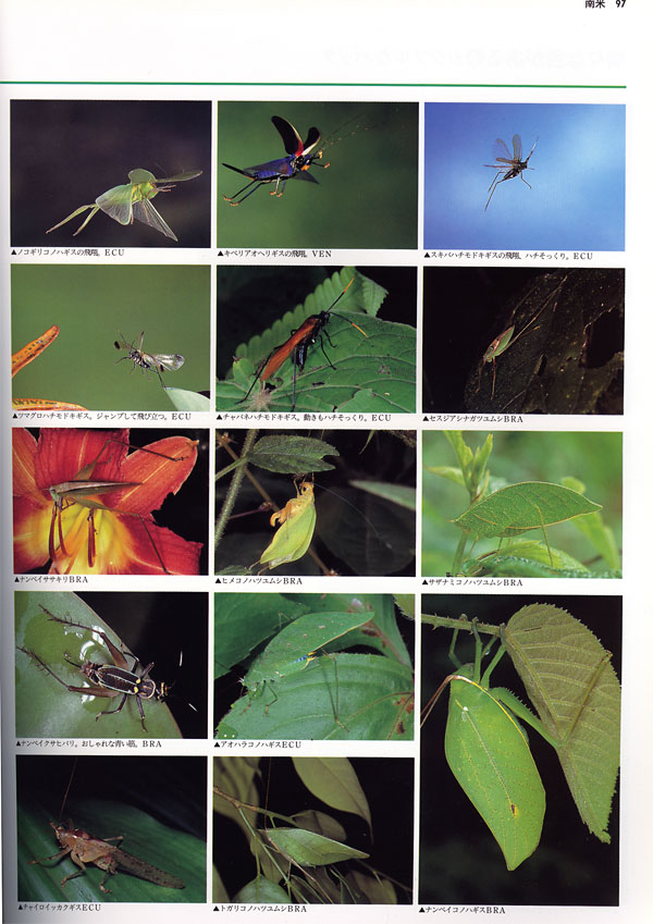 南米のキリギリス（大昆虫記より）