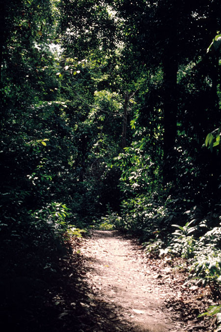 ランカウィ島（昆虫写真家への道7）