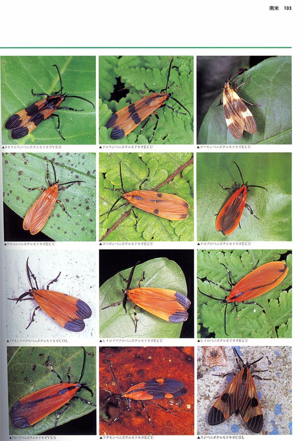 ベニボタルに似たガ（大昆虫記より）