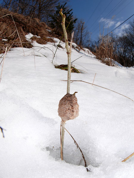 オオカマキリの卵