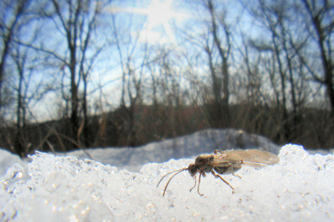 雪の上のタマバチ