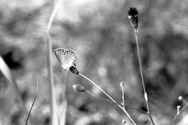 昆虫という世界(昆虫写真家への道　10)