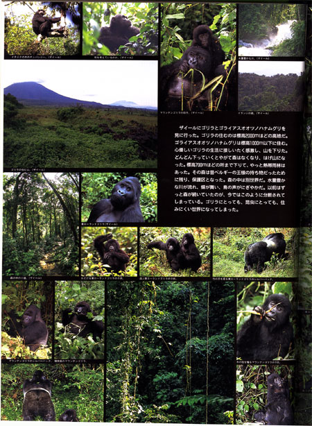 ゴリラ（大昆虫記より）