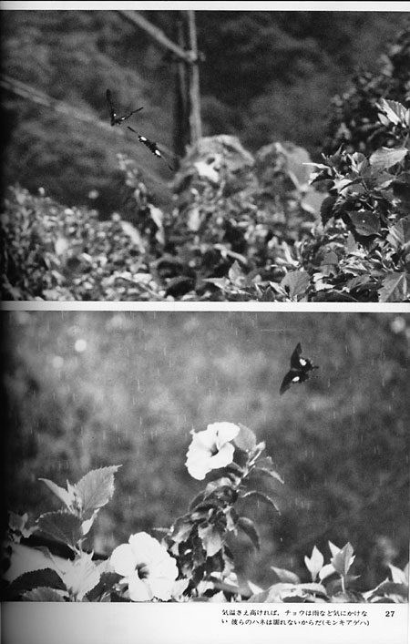 チョウーチョウはなぜ飛ぶか(昆虫写真家への道11)