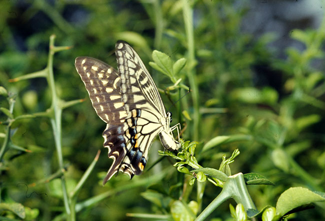 工夫(昆虫写真家への道13)