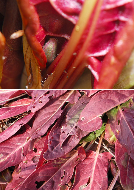 ベニシジミの幼虫