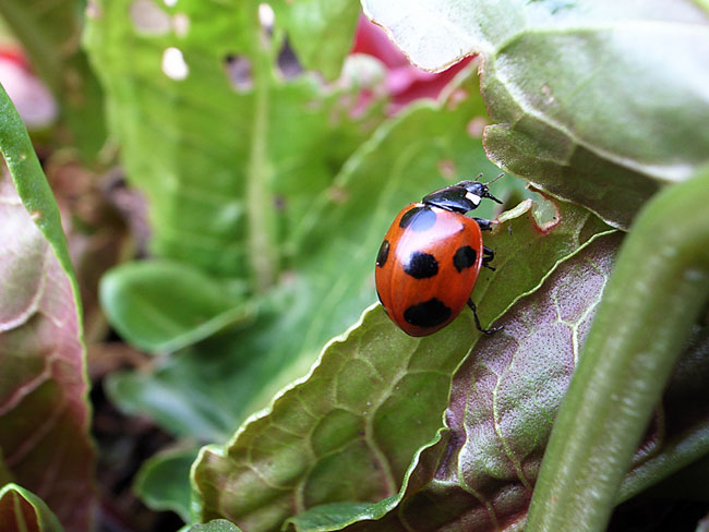 ナナホシテントウ