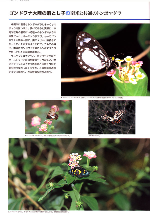 ゴンドワナ大陸の落とし子（大昆虫記より）