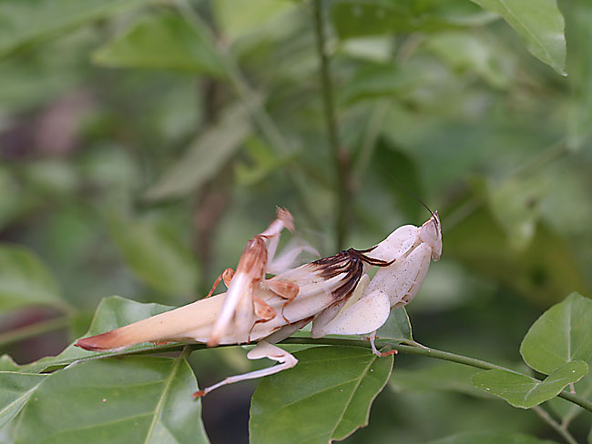 売れない写真(昆虫写真家への道16)