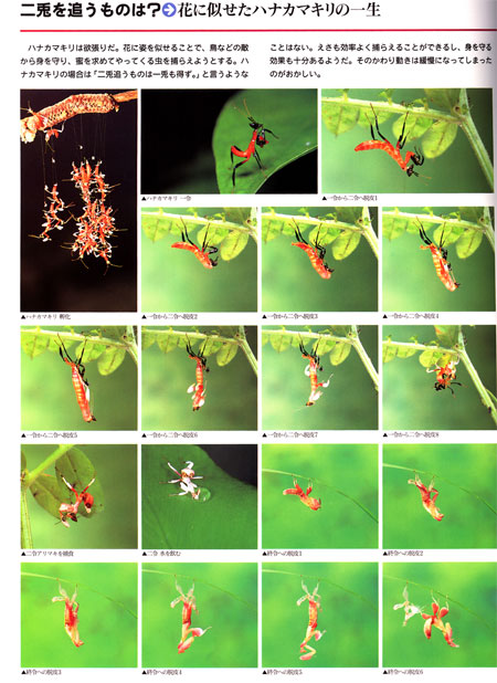 ライフワーク(昆虫写真家への道17)