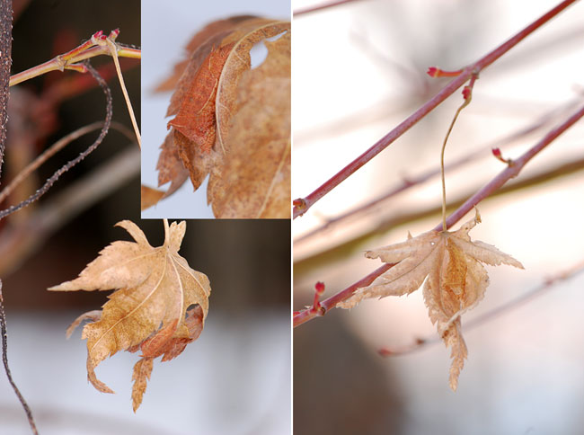 ミスジチョウの越冬幼虫