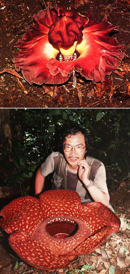 擬態に魅せられて(昆虫写真家への道18)