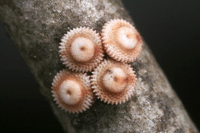 ウラゴマダラシジミの卵