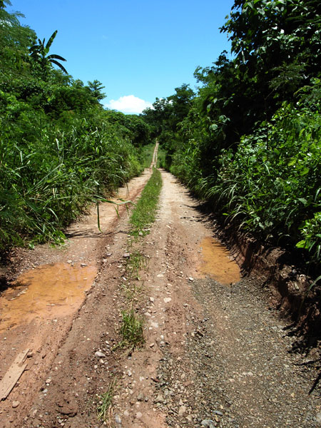 昆虫写真家への道19(最終回)