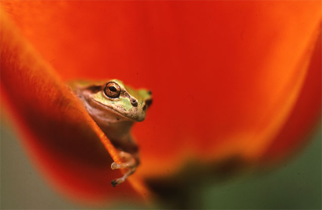 アマガエル（エルマー65mm）