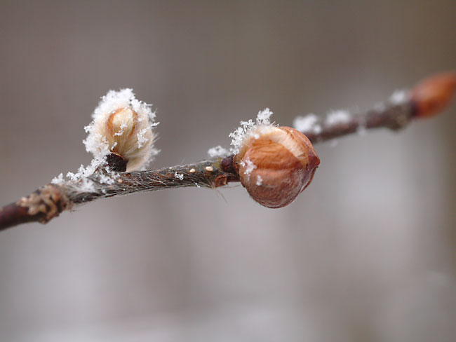 ダンコウバイの花芽