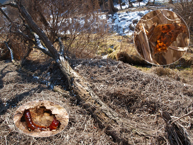 キマワリの幼虫