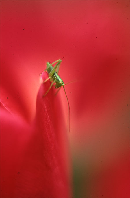 ヤブキリの幼虫（プラナー85mm）