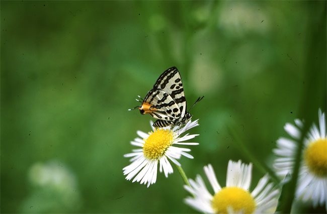 キマダラルリツバメ（マクロキラー90mm）