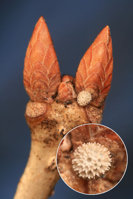 ミズイロオナガシジミの卵