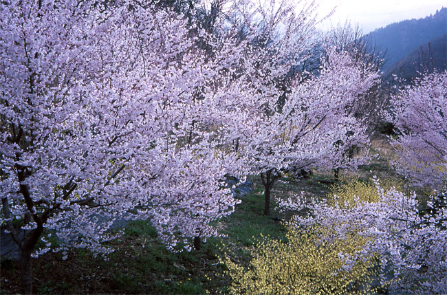 コヒガンザクラとヒュウガミズキ