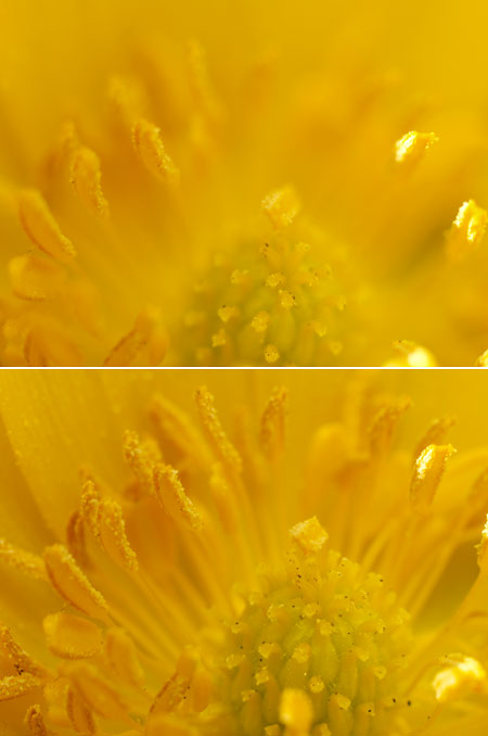 マクロレンズの絞りによる被写界深度（フクジュソウ）