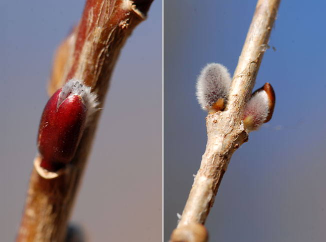 ヤナギの花芽
