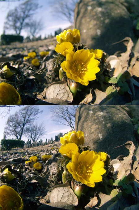 フクジュソウ（魚眼レンズでの絞りによる違い）