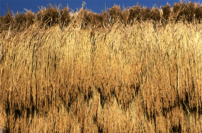 干してある稲