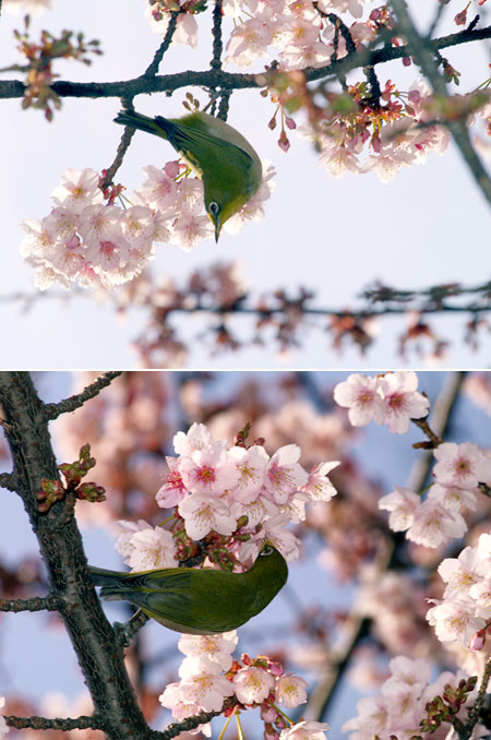 カンザクラとメジロ