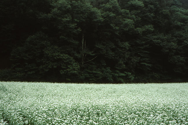 ソバ畑（アサヒレックス50mm/3.5）