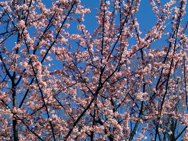 事務所前のカンザクラ