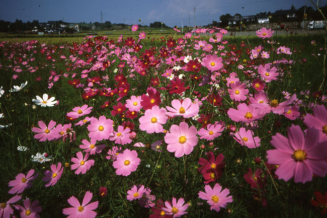 コスモス（オリオン28/F8）