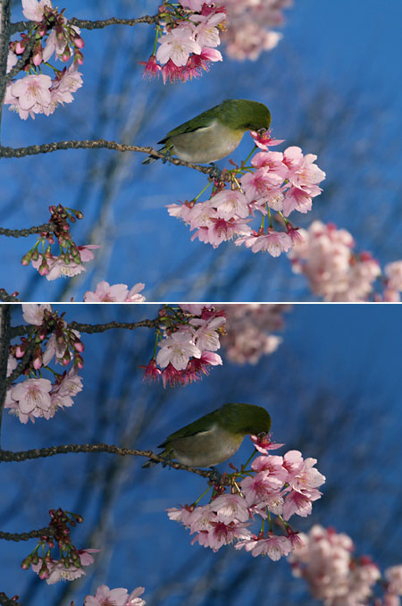 逆光の補正（メジロ）