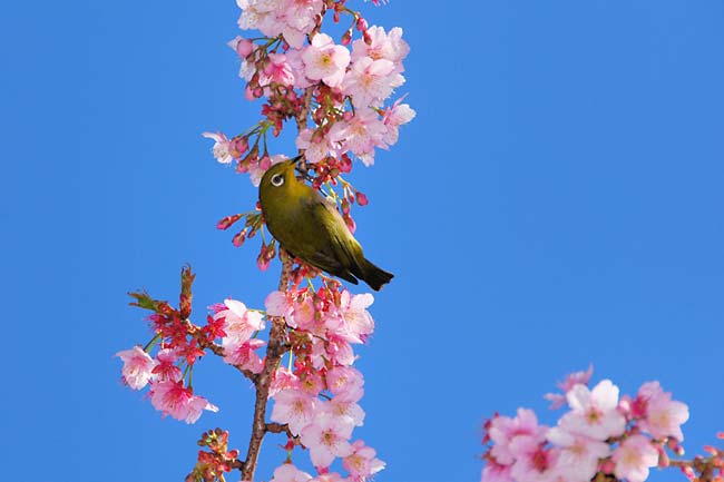 カンザクラとメジロ