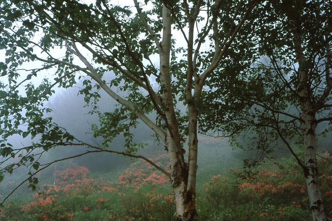 霧の高原（ズミクロン90/2）