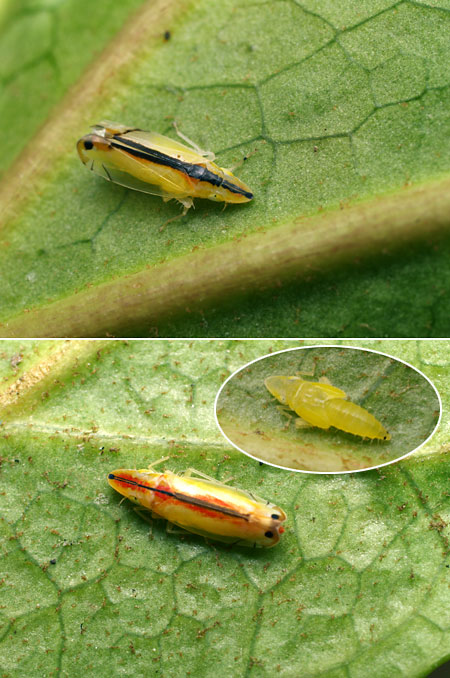 クロスジホソサジヨコバイ