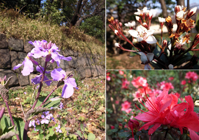 咲きはじめたムラサキハナナ