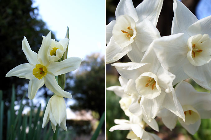 北の丸公園のスイセン